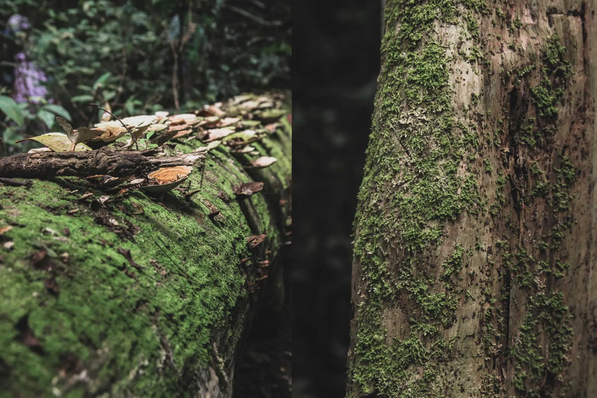 phucphuccom Retreat Núi Tượng