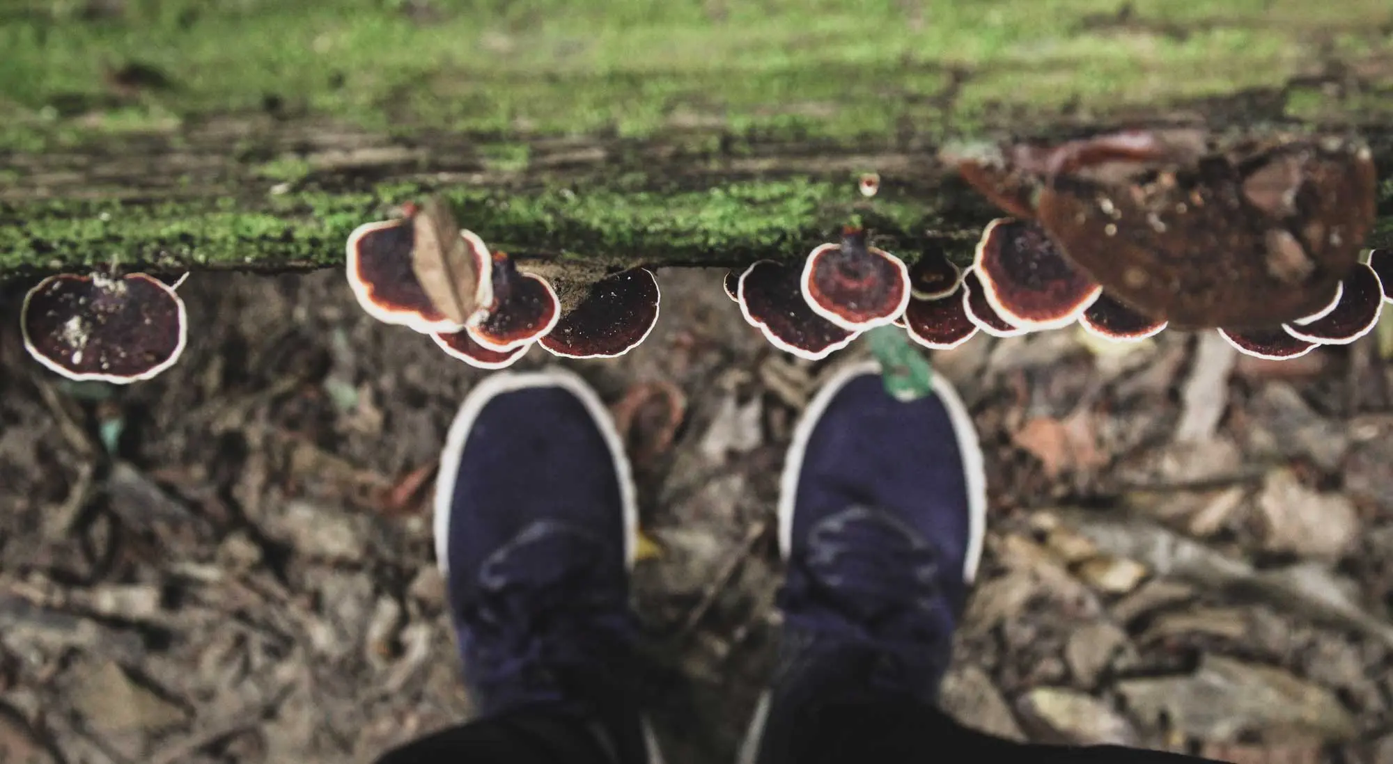 phucphuccom Miền Đông Bắc