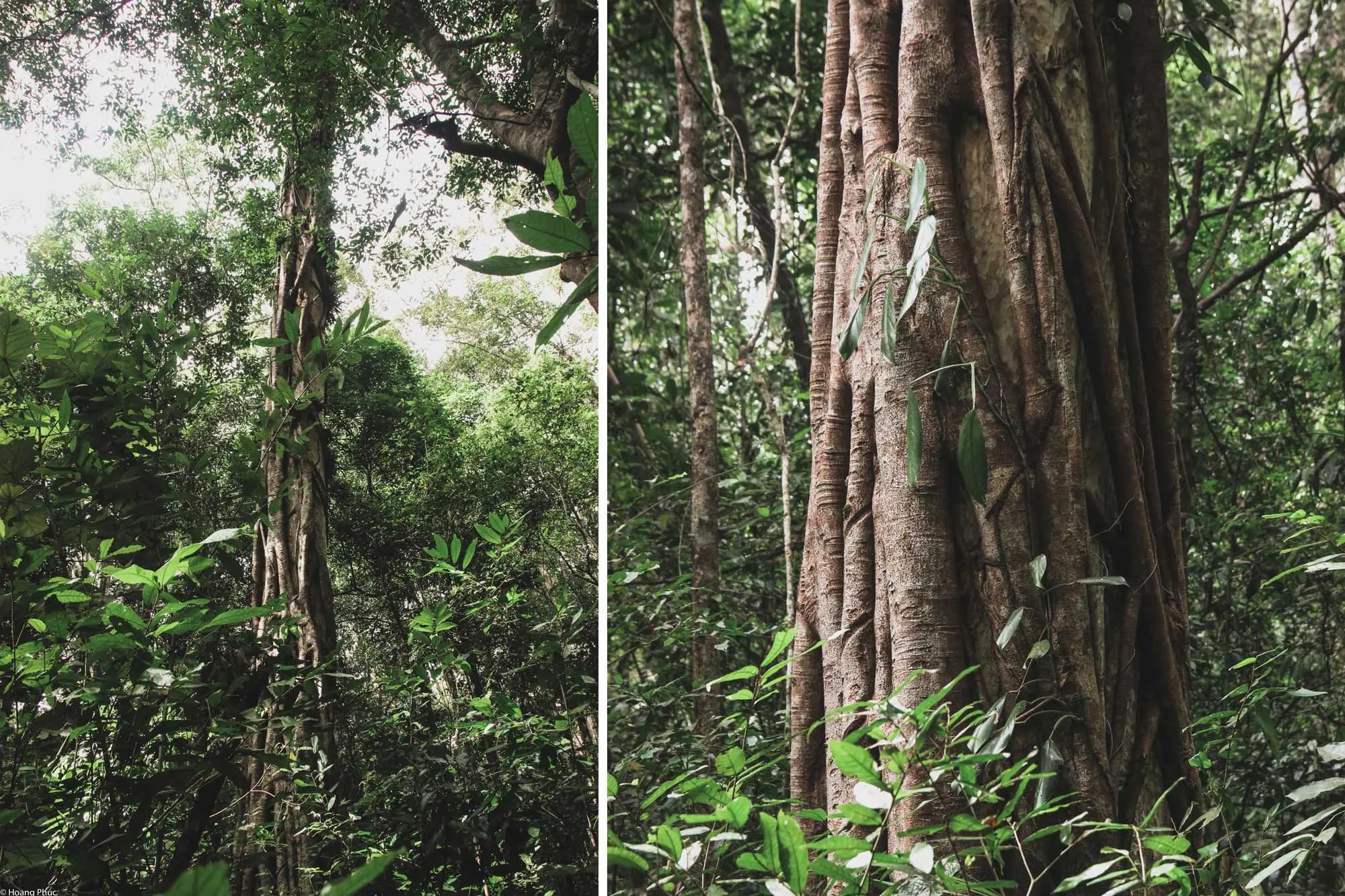 phucphuccom Retreat Núi Tượng