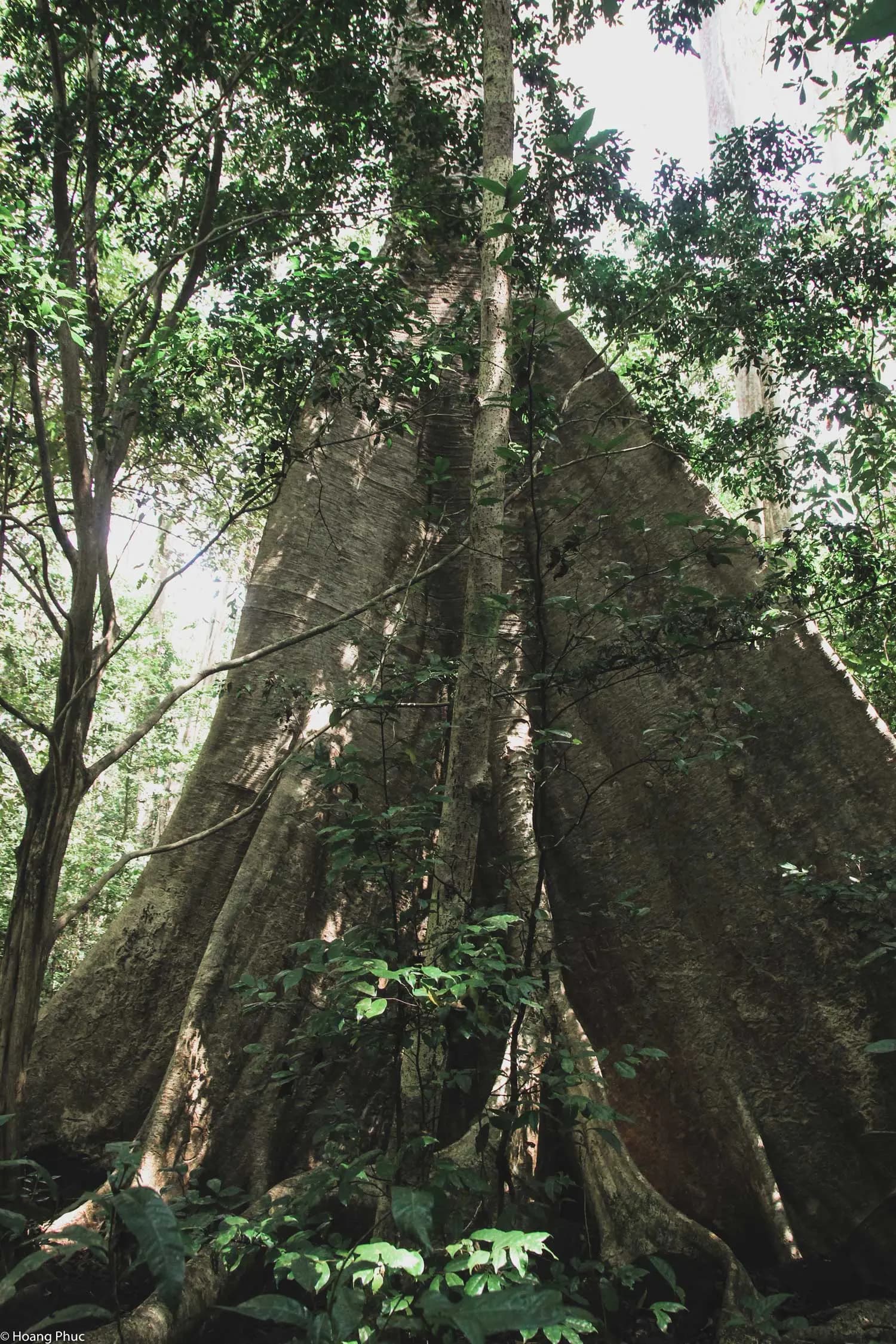 phucphuccom Retreat Núi Tượng