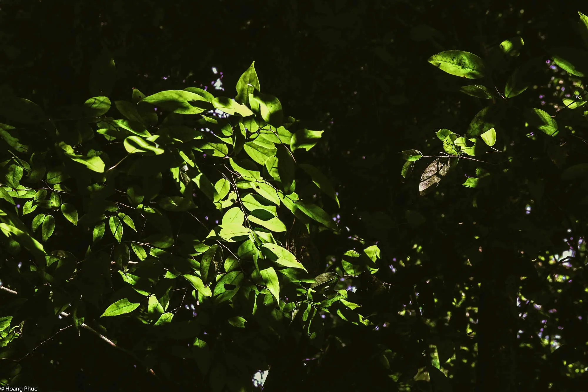 phucphuccom Retreat Núi Tượng