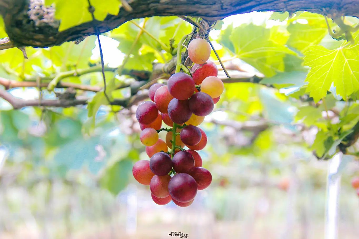 phucphuccom Độc hành Sài Gòn - Phú Yên